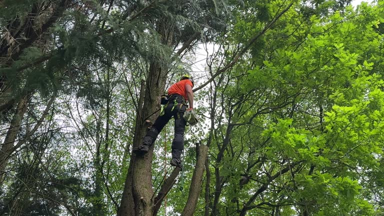 Trusted Hollymead, VA Tree Removal and Landscaping Services Experts